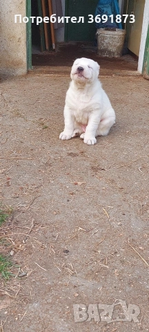 алабайчета чистокръвни, снимка 8 - Алабай - 54087010