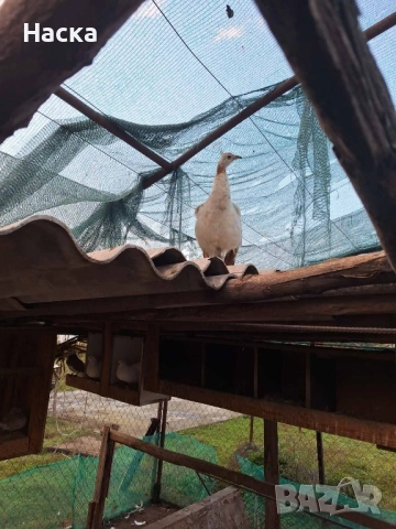 Продавам пауни! 