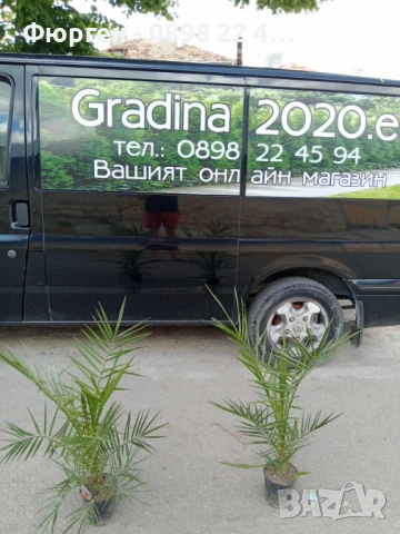 Палма Канарска - финикова, снимка 4 - Разсади - 48200231