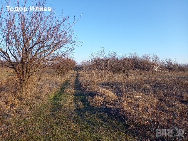 Парцел с овощни дръвчета 4 дка между Крумово и Ягодово, снимка 1 - Земеделска земя - 35558502