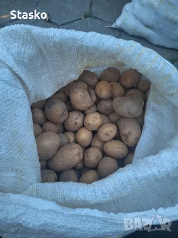 Картофи за животни 
