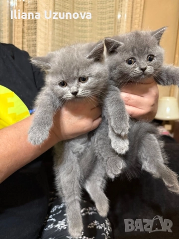 Уникални британски котенца 