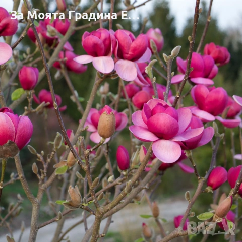 Магнолия 19 вида , снимка 3 - Градински цветя и растения - 54020432