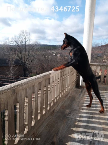 Доберман си търси приятелка 