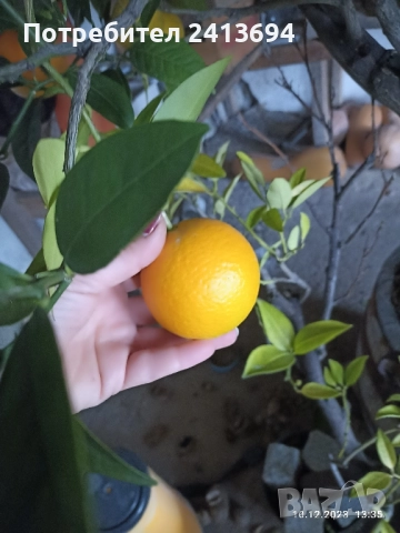 портокал "Валенсия", снимка 6 - Други стоки за дома - 51537842