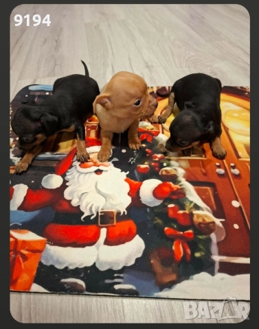 пинчери., снимка 2 - Пинчер - 52724103