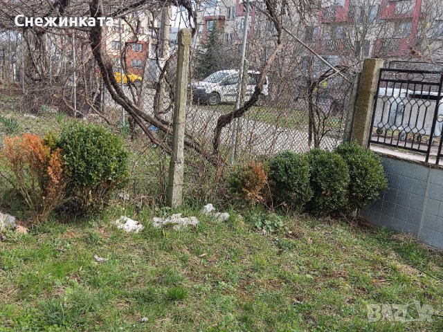 Вечнозелени топчести и дървовидни чемшири, снимка 7 - Градински цветя и растения - 40466313