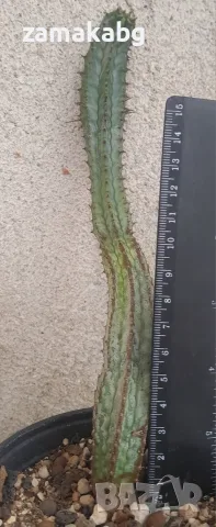 Еуфорбия (Euphorbia horrida striata), сукулентно растение