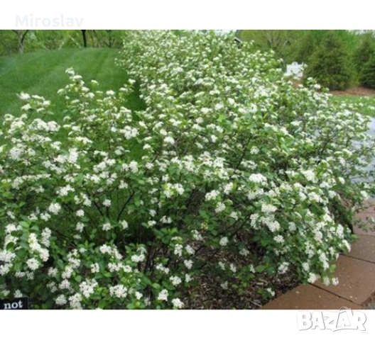 Арония „Викинг“, снимка 7 - Градински цветя и растения - 54124160