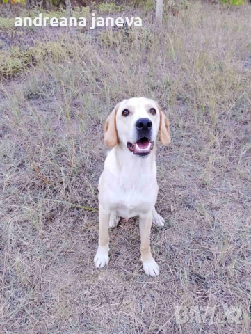 Кученца за осиновяване