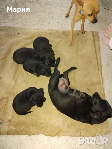 Пинчери , снимка 2 - Пинчер - 53275777