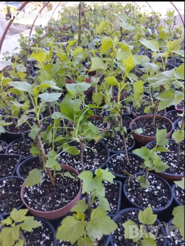 Касис в саксия, снимка 7 - Разсади - 50230570