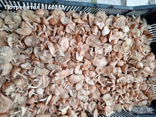 Пресни челядинки, снимка 3 - Домашни продукти - 49755245