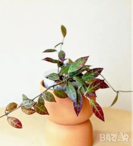 Hoya cv . Elle, снимка 1