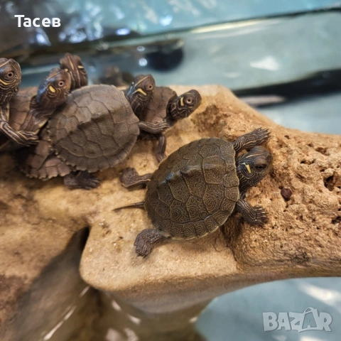 Водни костенурки