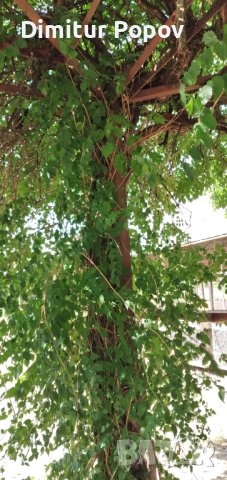 Текома,увивно расение, снимка 5 - Градински цветя и растения - 42598631