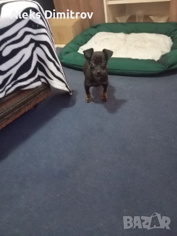 продавам чихопинчер 