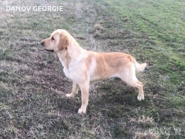 Чистокръвни Лабрадор ретривър мс.ваксини,чип+паспорт, снимка 6 - Акита - 53227299