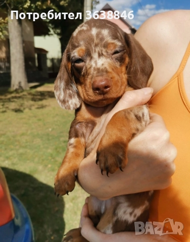 Мини дакел, снимка 2 - Дакели - 51759013