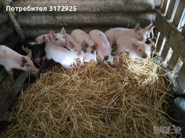 Малки прасенца на 52 дена