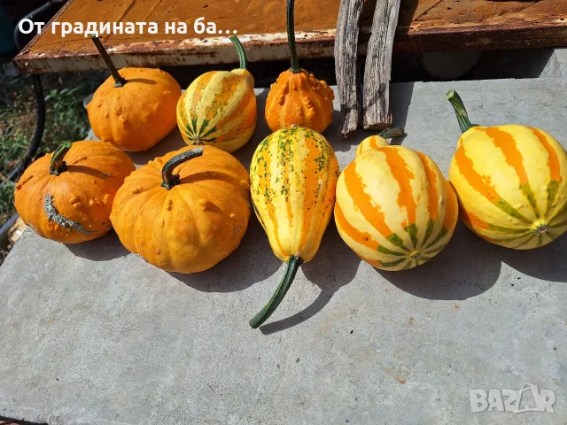 Декоративни тикви, снимка 2 - Декорация за дома - 55854060