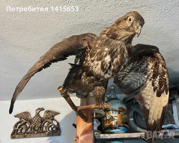 Продавам препарирана птица