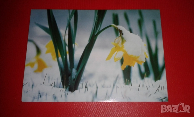 4 прекрасни двойни картички на тема "Зимна природа"с подходящи послания, снимка 6 - Колекции - 52380809