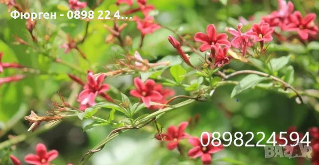 Жасмин - Студоустойчив