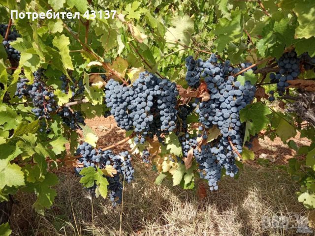 Продавам грозде сорт Каберне-1 лв -Тополовград, снимка 1 - Други - 29933115