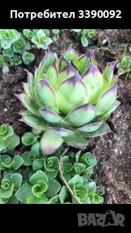 Сукуленти  / Алпийска роза / Дебелец