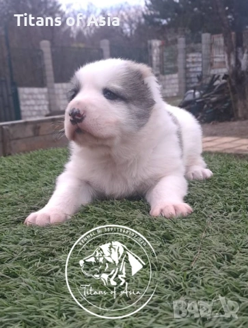 Кученца САО , АЛАБАЙ , Туркменски Вълкодав, снимка 8 - Алабай - 53120501