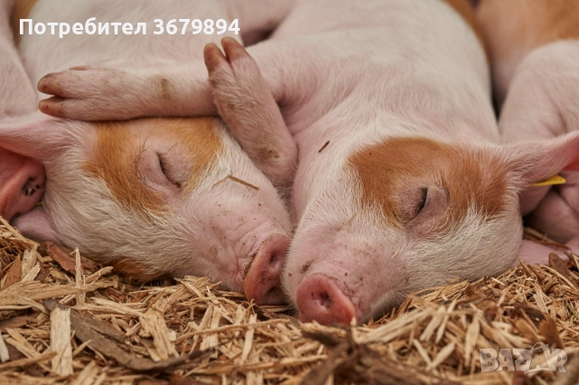 Домошни прасета