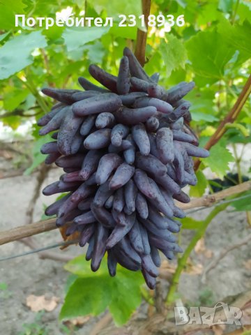 Десертни сортове грозде., снимка 4 - Разсади - 38898244