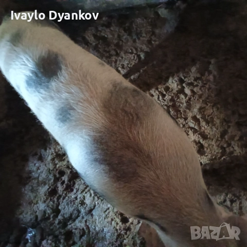 Женско прасе, снимка 7 - Прасета - 52624491