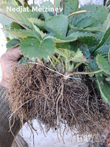 Ягоди сорт Албион, снимка 2 - Разсади - 52894094