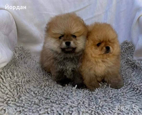 померани момчета, снимка 2 - Померан - 54303264