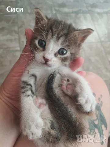 КОТЕ бебе,женско, снимка 6 - Други - 55777470