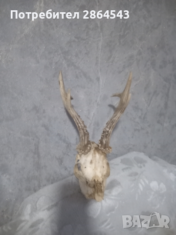 Череп с рога от сръндак , снимка 5 - Други - 44632267