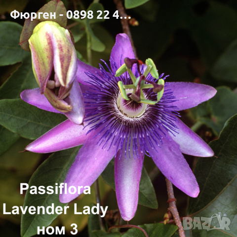 Пасифлора - Passiflora   Налични 4 вида , снимка 3 - Стайни растения - 27899465