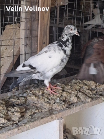 Промоцията свърши. Английски типлери. , снимка 10 - Гълъби - 49562099