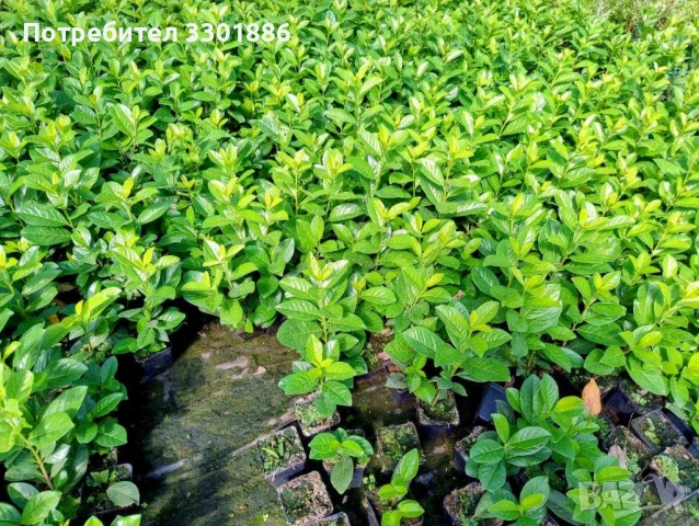 Лавровишна Novita, Caucasica, височина 25-45cm, в саксия, 0.5l- 1,20 EUR, снимка 2 - Градински цветя и растения - 51685134