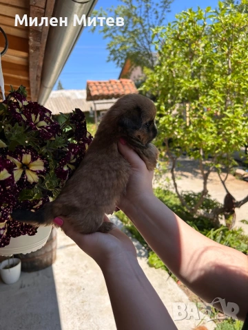 Кученца пекинез, снимка 8 - Пекинез - 54309829