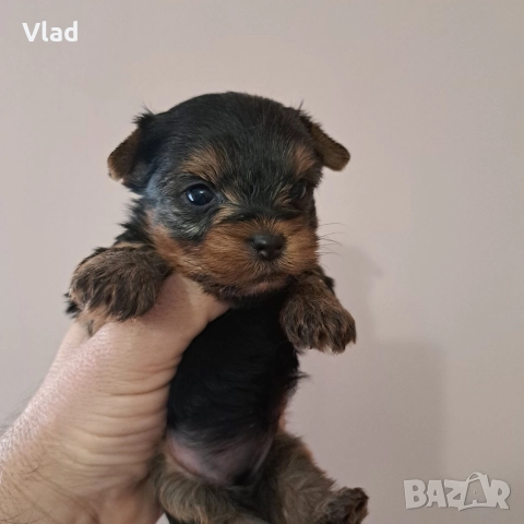 йоркширски териер, снимка 3 - Йоркширски териер - 52622406