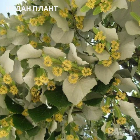 Сребролистна липа/Tilia tomentosa