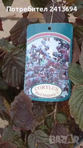къдрав червен лешник corylus Red Majestic , снимка 2 - Градински цветя и растения - 50167808
