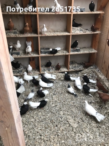 Гълаби, снимка 6 - Гълъби - 52166248