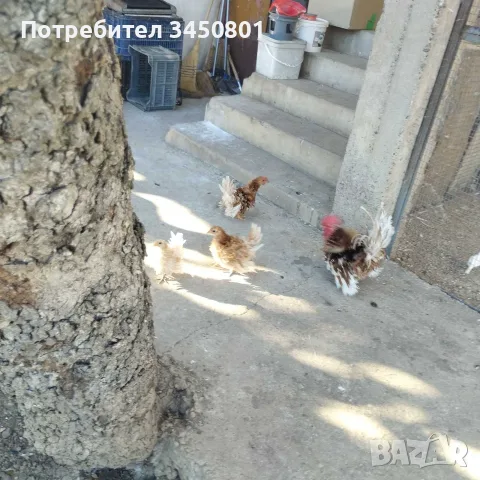 Свободни шабо пилета, снимка 3 - Кокошки и пуйки - 55962146