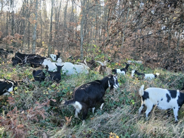 продавам кози и ярета, снимка 9 - Кози - 51835332