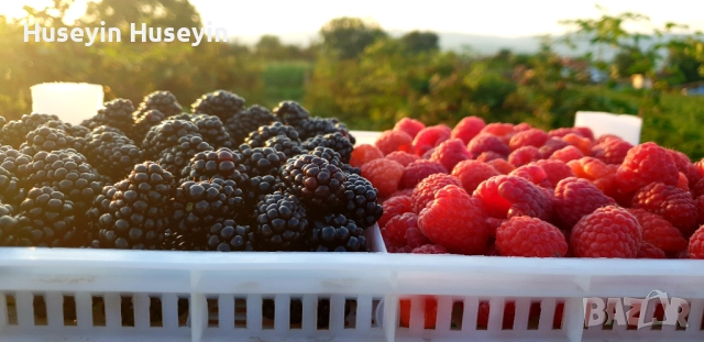 Расад Малини и Къпини без бодли, снимка 3 - Разсади - 52165658