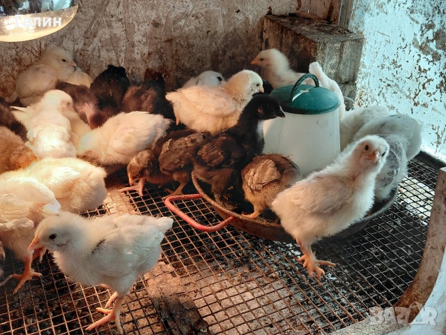 пиленца дворни, снимка 2 - Кокошки и пуйки - 54221815